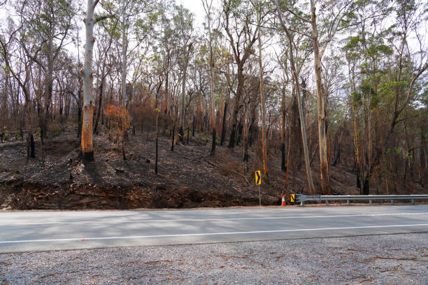 istock Kings Highway, Batemans NSW After Bushfire 2131927503