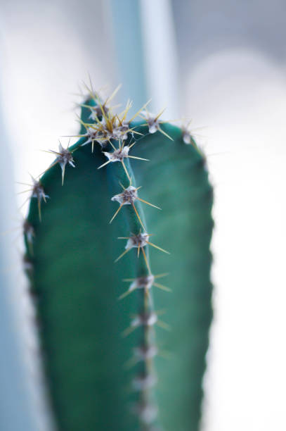 istock cactus , Fairytale castle or Cereus peruvianus 2131944425