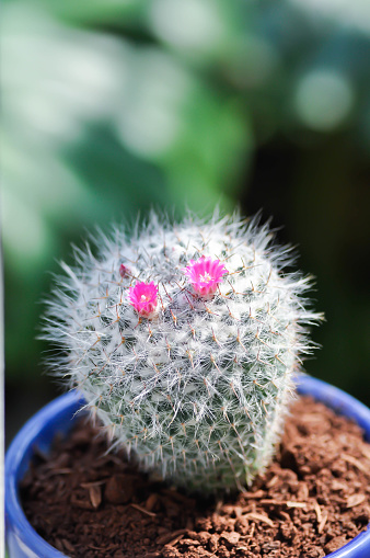 Mammillaria carmenae ,Mammillaria or cactus or succulent or Mammillaria carmenae with pink flowers