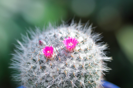 Mammillaria carmenae ,Mammillaria or cactus or succulent or Mammillaria carmenae with pink flowers