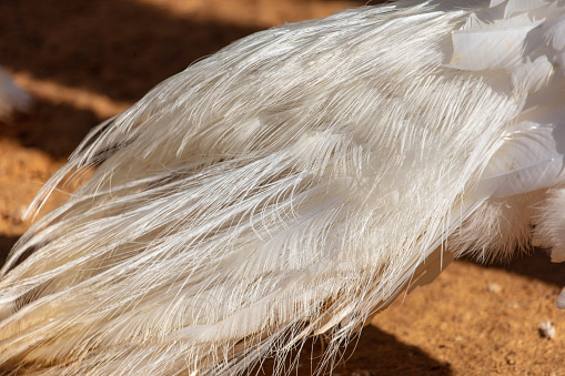 White peacock feathers as an abstract background. Texture.