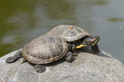 Turtles on a rock by a pond