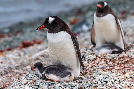 Impression of the Gentoo Penguin -Pygoscelis papua- colony at Danco Island, on the Antarctic Peninsula