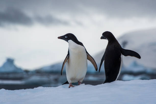 istock Adelie Penguin standing on an iceberg 2131961082