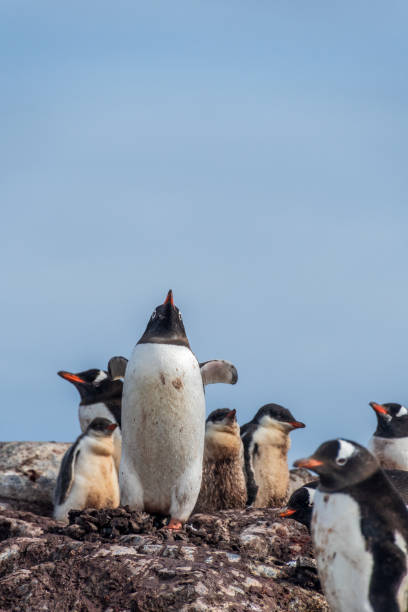 istock Gentoo Penguin Colony at Sierra Cove 2131961096