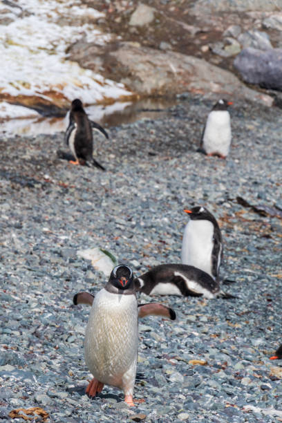 High Angle View Of Penguin On Snow