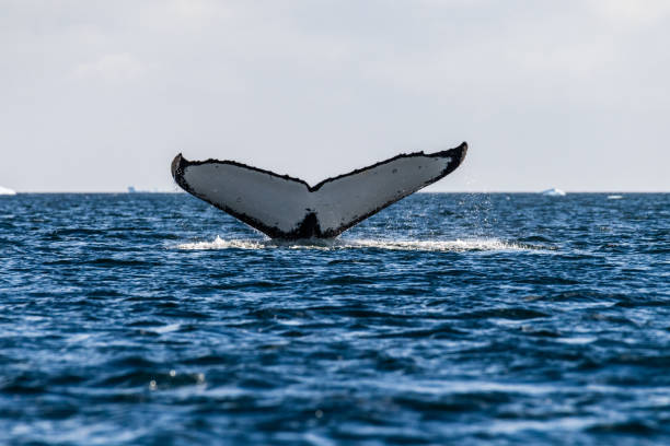 istock Tail of a humpback whale in the Antarctic 2131961110