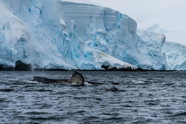 istock Tail of a humpback whale in the Antarctic 2131961115