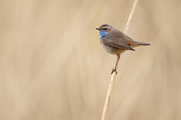 istock The bluethroat - Luscinia svecica - is a small passerine bird 2131968400