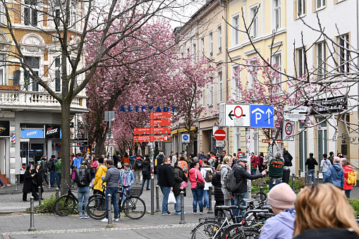 Bonn, Germany, March 30, 2024 - Tourists and locals marvel at the cherry blossom in the alleys of Bonn's old town, Germany.