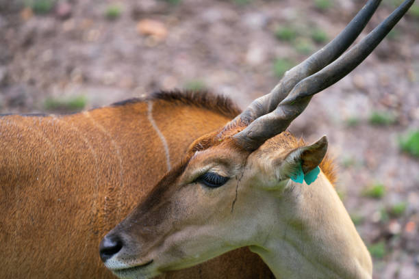 Wildlife in National Park and Zoo Australia