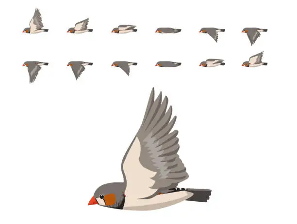 Vector illustration of Bird Zebra Finch Flying Animation Sequence Cartoon Vector