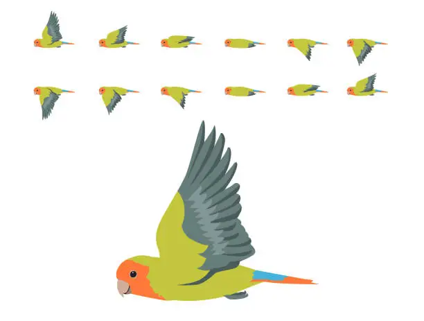 Vector illustration of Bird Parrot Lovebird Rosy-faced Flying Animation Sequence Cartoon Vector