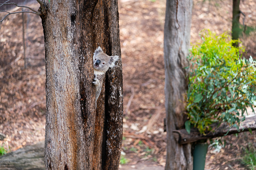 Koalas climbing a tree in Belair National Park, Australia