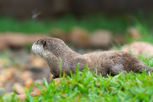 A selective focus shot of an otter at the zoo in Taipei, Taiwan