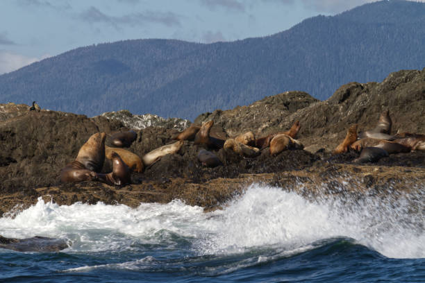 istock Seals and crashing waves from a boat 2131989347
