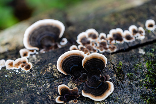 Wild mushrooms growing on a fallen tree trunk in the indigenous forests of the Garden Route region of South Africa.