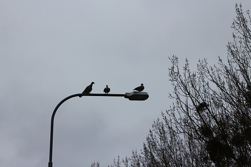 Three doves sitting on a lamppost