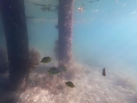 a variety of fish swimming in Lake Macquarie