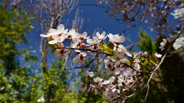 istock Spring flowers that bloom in April and May. Plum tree flower. Spring landscape.Plum blossom in front of blue sky. 2132000207