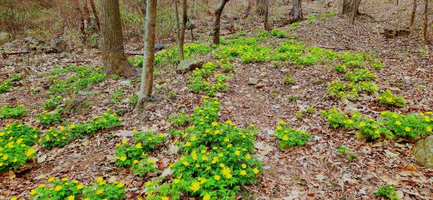Bluebell Trail, Three Creeks Metro Park, Columbus, Ohio