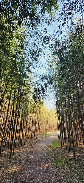 익산시 금마면 구룡 마을 대나무숲