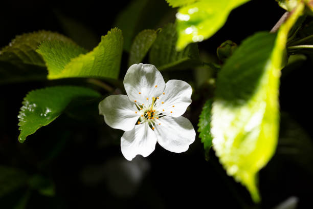 White cherry flowers isolated on black background. Close-up.
