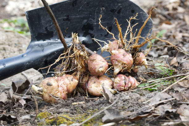istock Harvesting Jerusalem artichoke from the soil with shovel 2132011584