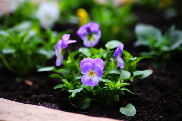 istock A bunch of purple pansy’s 2132024295