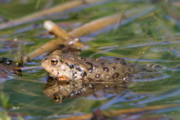 istock Common toad Bufo bufo on the surface of the pond. 2132036060