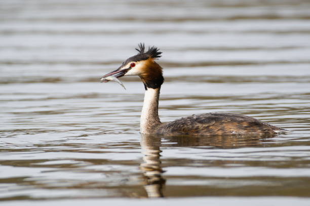 istock Waterfowl Podiceps cristatus aka Great crested grebe is eating fish. 2132038170