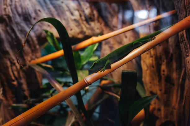 istock A green lizard on a bamboo branch in the zoo. 2132054256