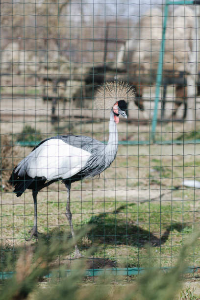 istock A crane behind bars in the zoo. 2132054781