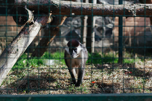 Monkeys behind bars in the zoo.