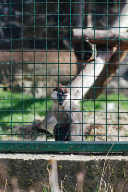 Squirrel monkey in zoo