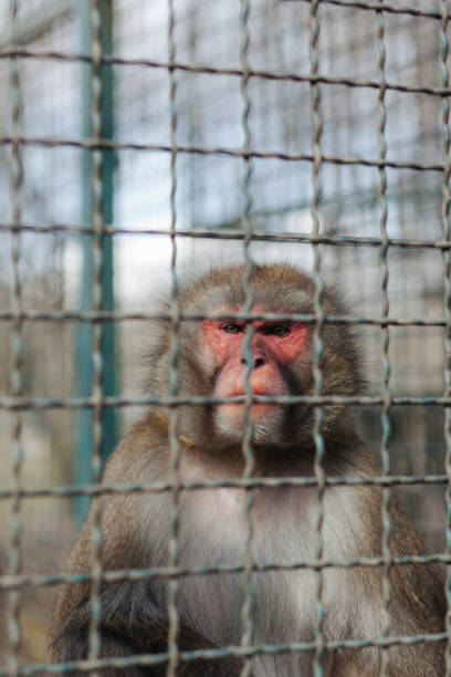 monkeys at the Swayambhunath stupa, Kathmandu