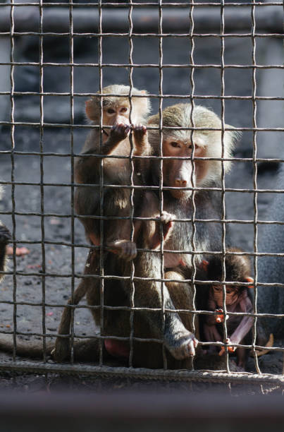istock Monkeys behind bars in the zoo. 2132055311