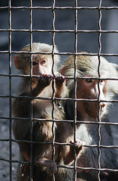 istock Monkeys behind bars in the zoo. 2132055312
