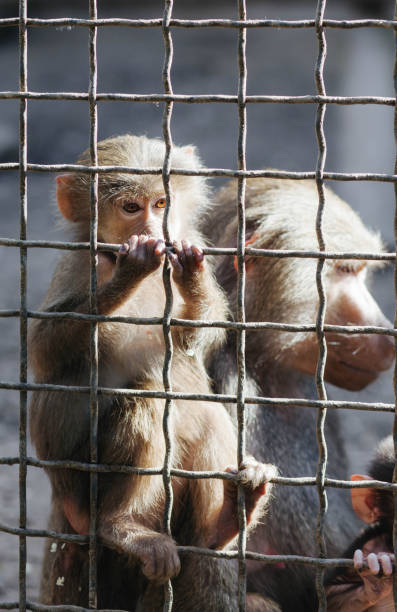 istock Monkeys behind bars in the zoo. 2132055314