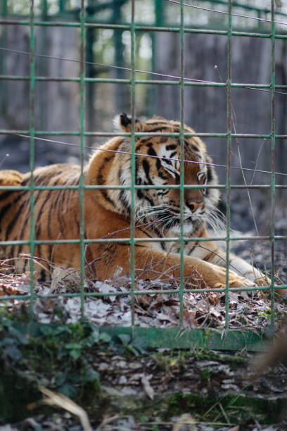 A tiger in an enclosure in a zoo.