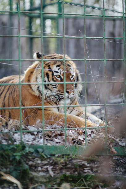 istock A tiger in an enclosure in a zoo. 2132055321