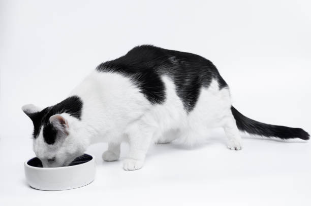 istock The cat drinks milk from a porcelain bowl 2132062080