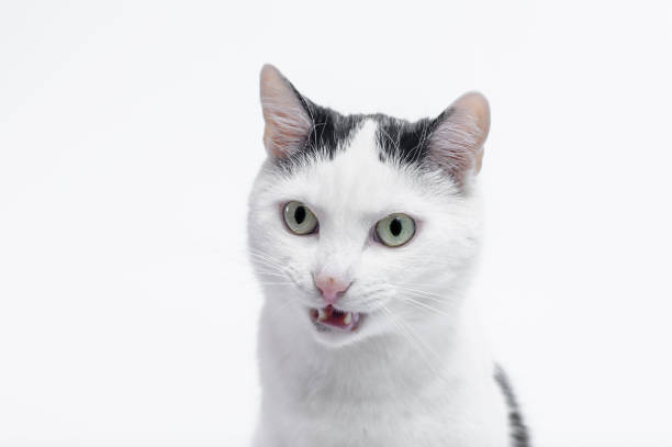 istock Surprised, scared cat with open mouth close up 2132062624