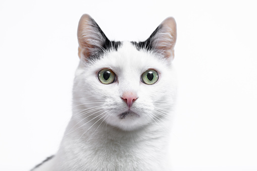 Portrait of the muzzle of a black and white cute domestic cat