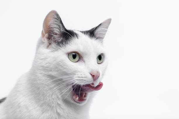 istock A white domestic cat licks its muzzle after eating 2132063160