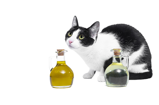 The cat sits near glass bottles of oil
