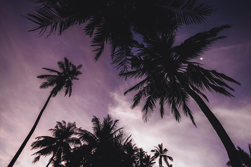 A low angle shot of silhouettes of palm trees against a purple cloudy sky