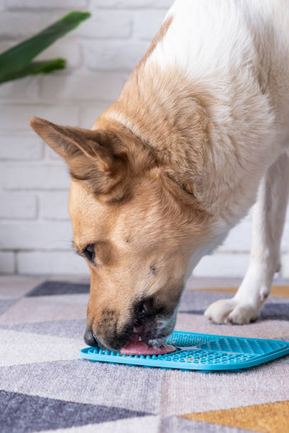 istock cute dog using lick mat for eating food slowly, licking peanut butter 2132071737