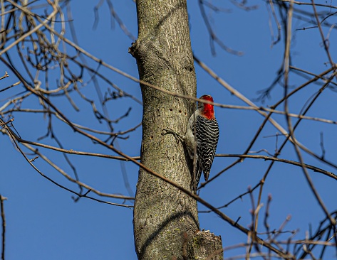 A woodpecker perched on a tree trunk.