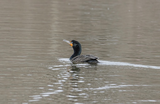A cormorant gliding on water near the shore.